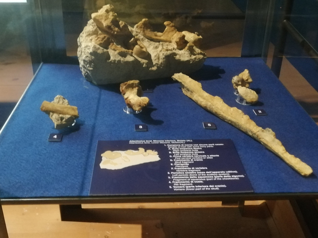 Museo Paleontologico Territoriale dell'Astigiano-阿斯蒂必去景点