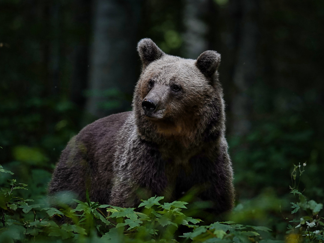 Slovenian Bears景点图片