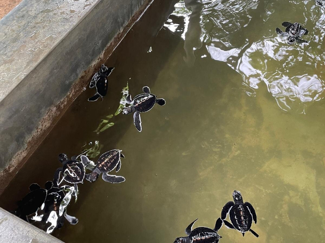 Galbokka Sea Turtle Hatchery景点图片