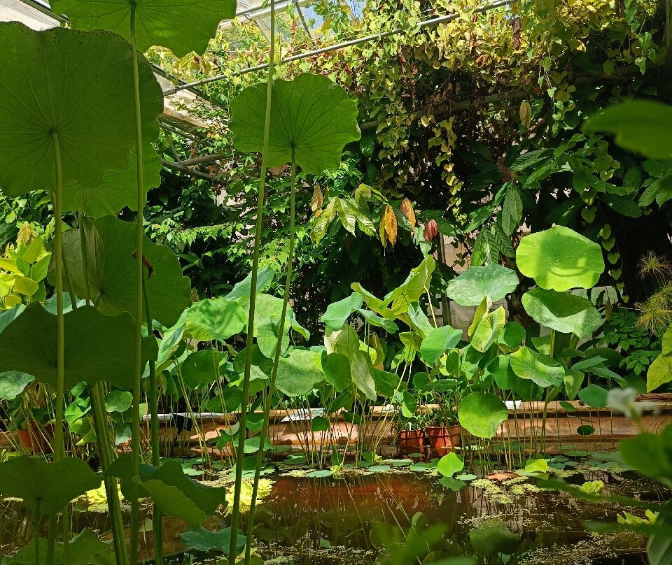 University of Bristol Botanic Garden-布里斯托尔必去景点