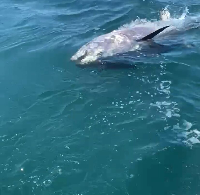 Big Fish Charters-Marshfield必去景点