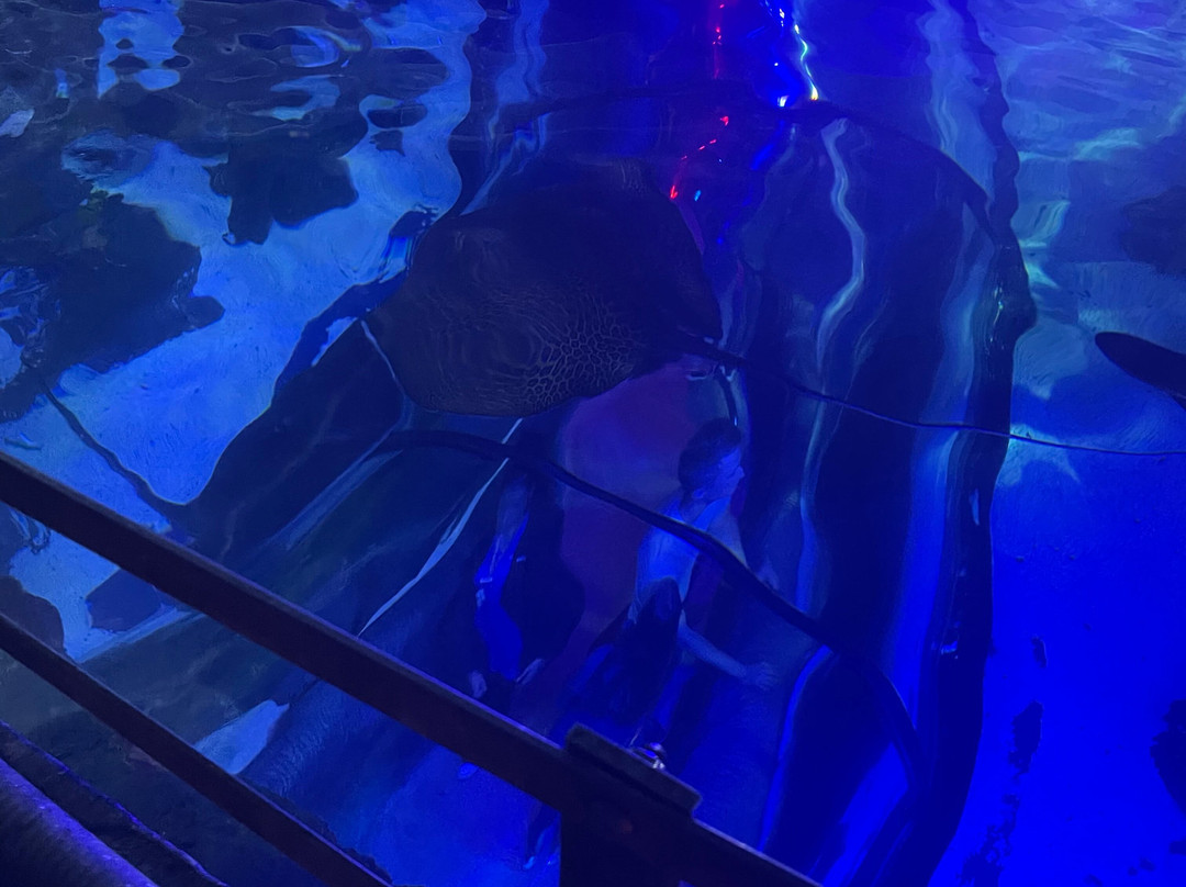 Loch Lomond Sea Life Aquarium景点图片