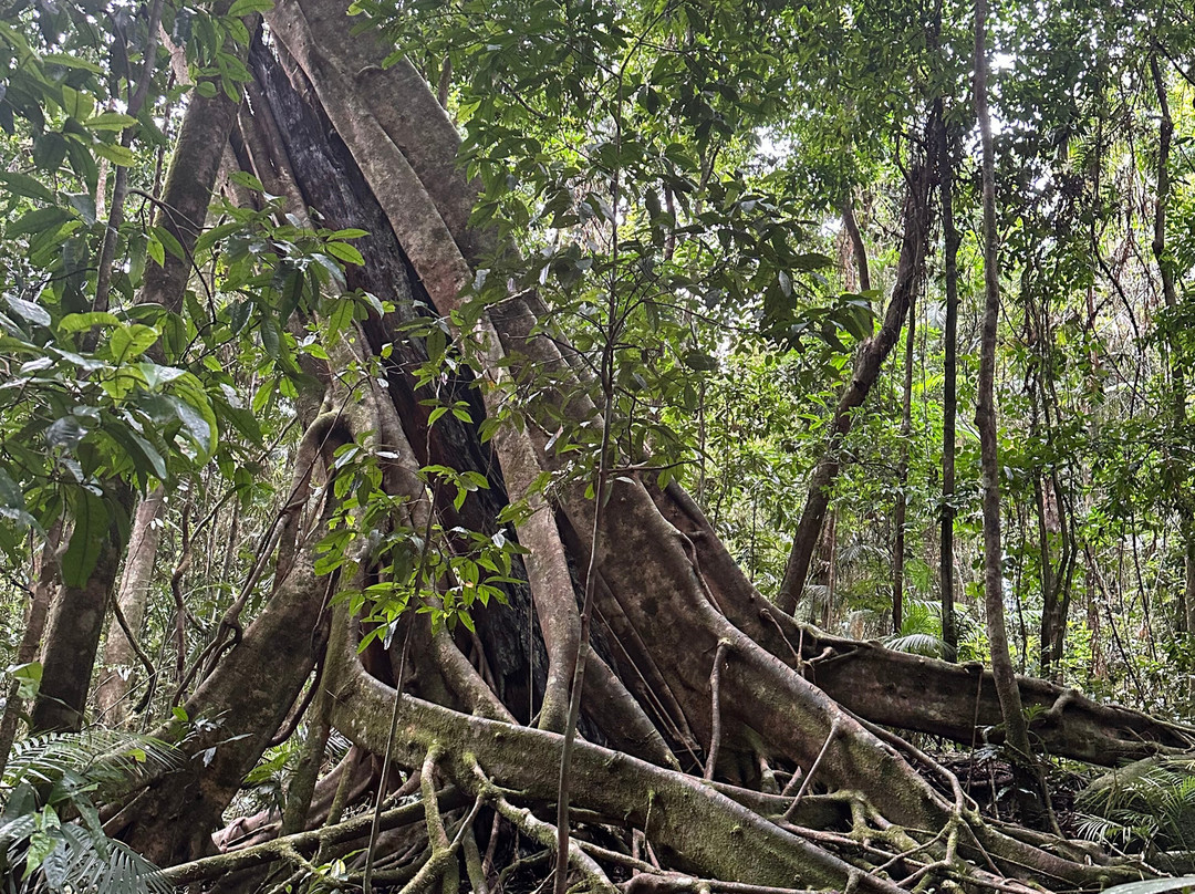 Mossman Gorge-道格拉斯港必去景点