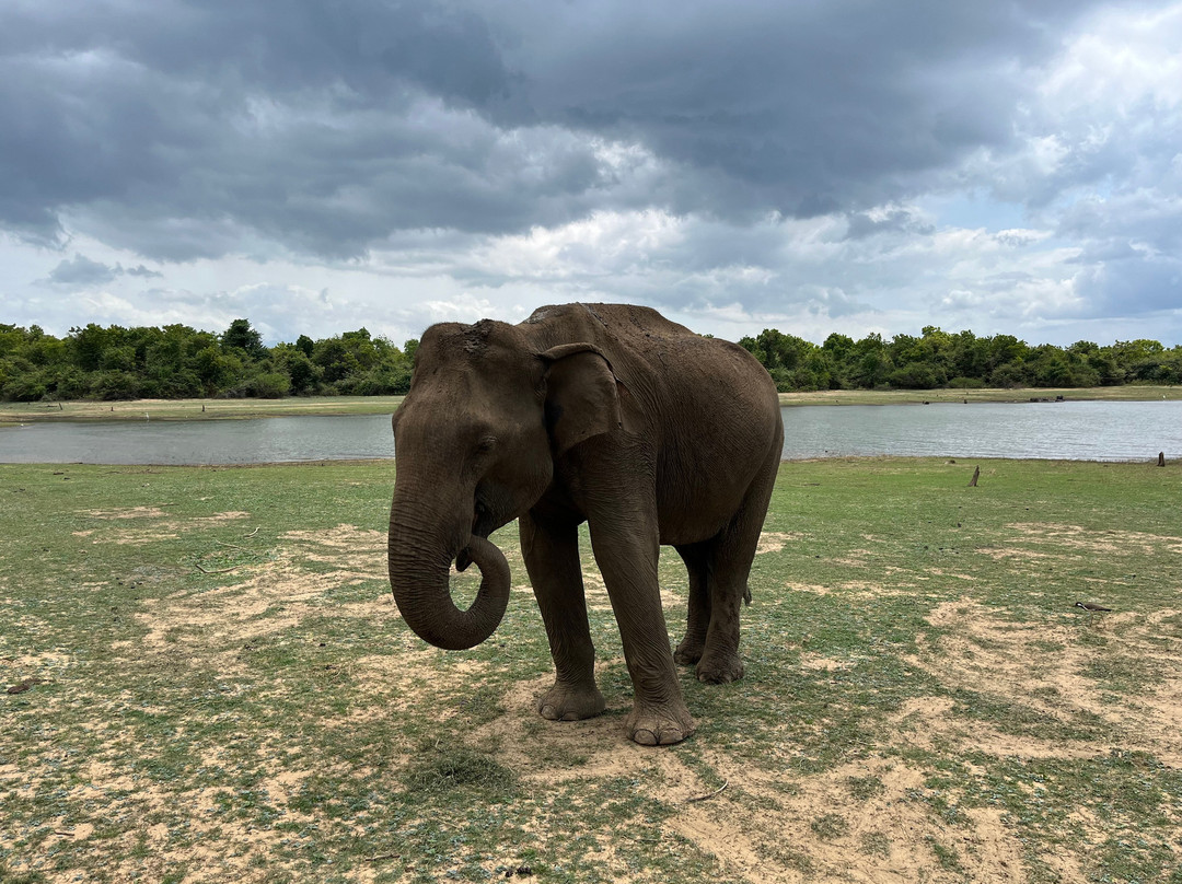 SriLanka Best Safari Udawalawe National Park-乌达瓦拉瓦必去景点