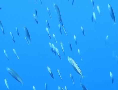 Sao Jorge Dive and Sail Center-Sao Jorge必去景点