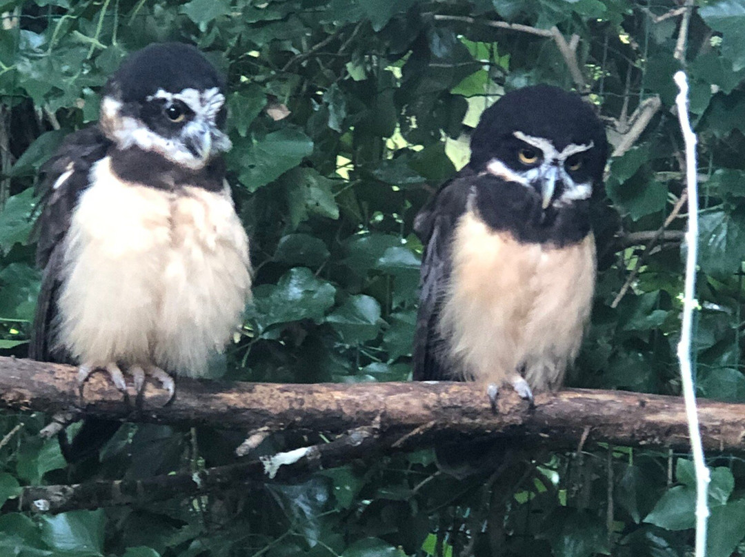 Uilen- en Dierenpark De Paay景点图片