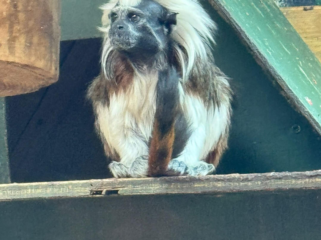 Kirkley Hall Zoological Gardens景点图片