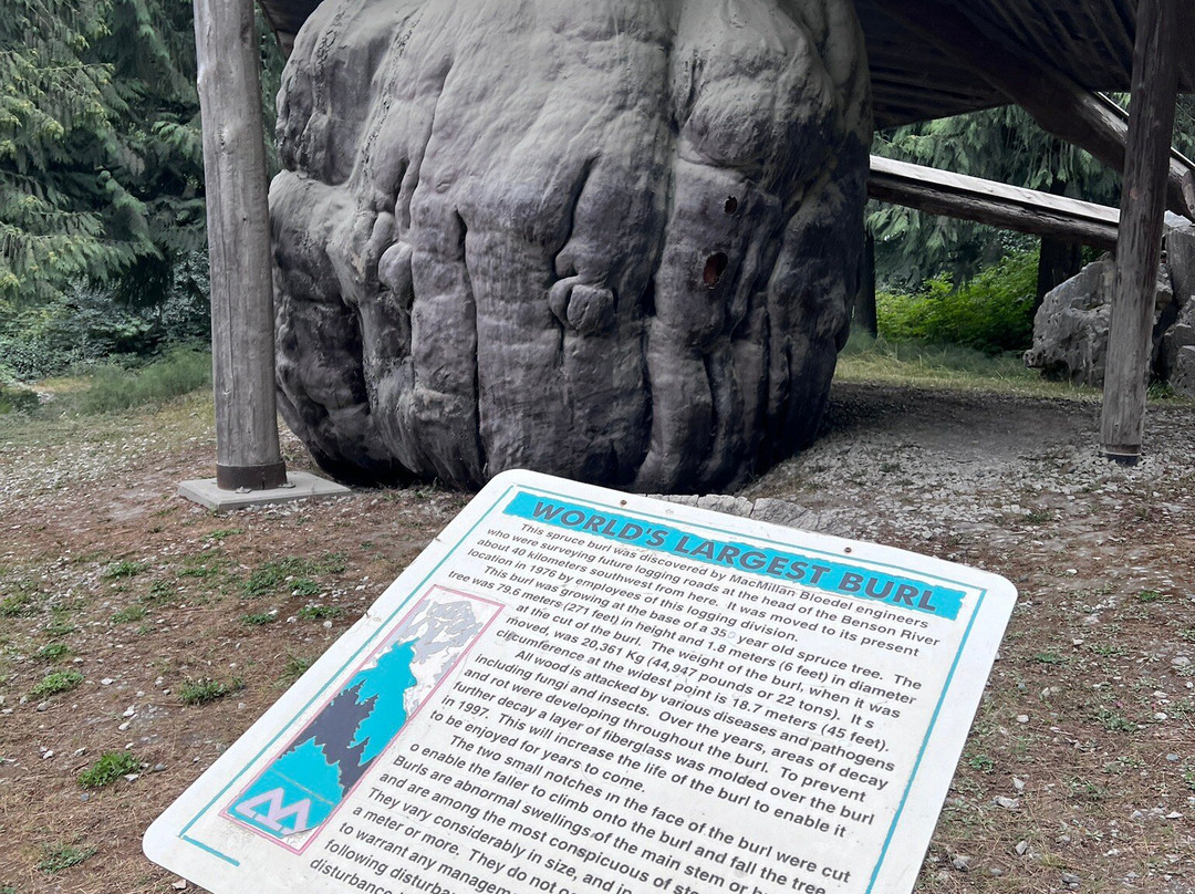 World 's largest Burl景点图片