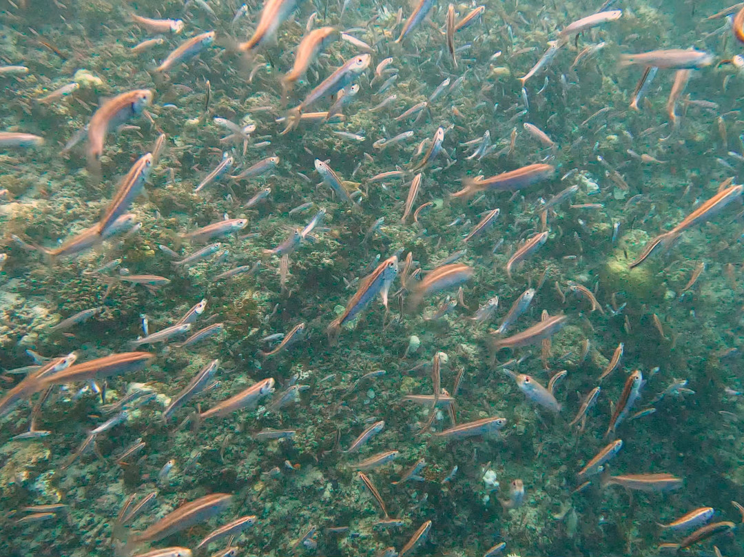 Ocean Fanatics-Fonimagoodhoo Island必去景点