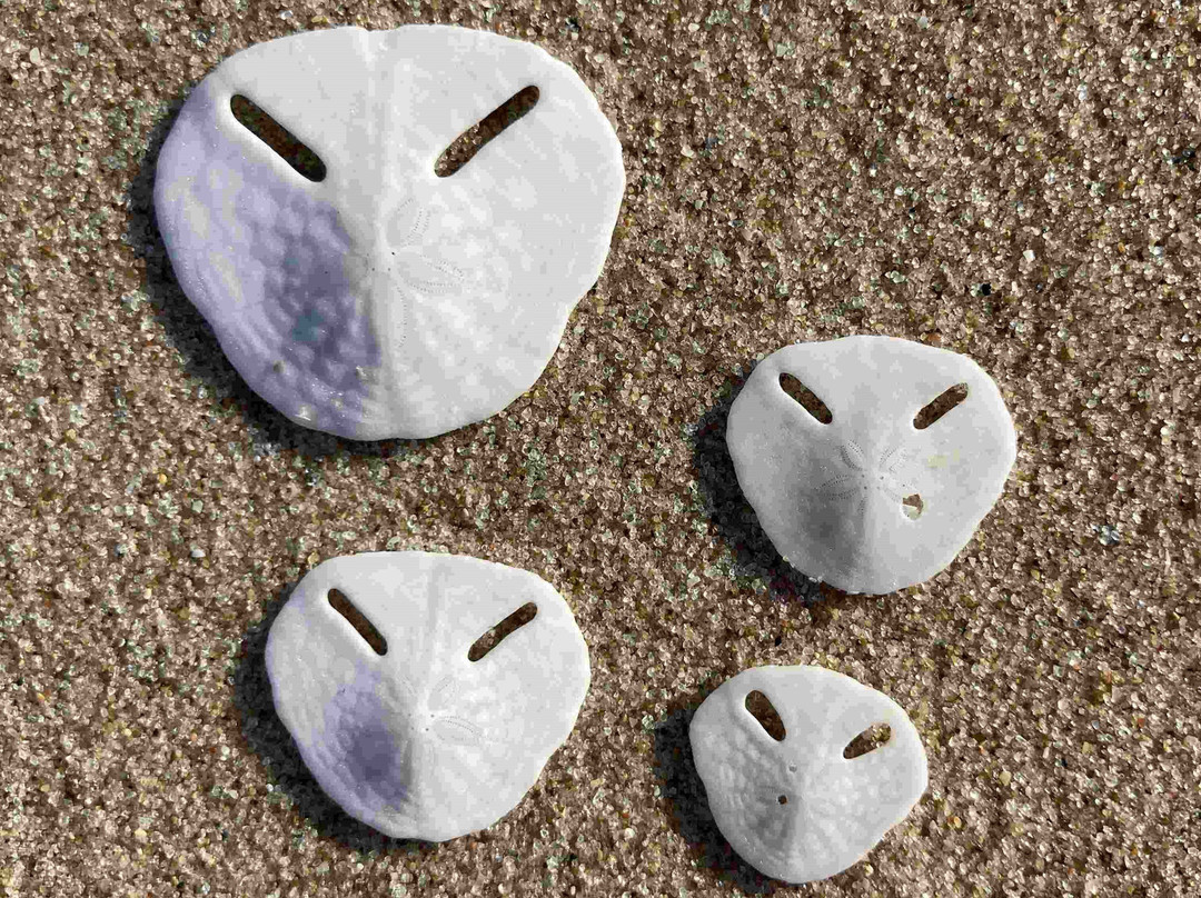 Massinga酒店住宿-Morrumbene Beach Resort