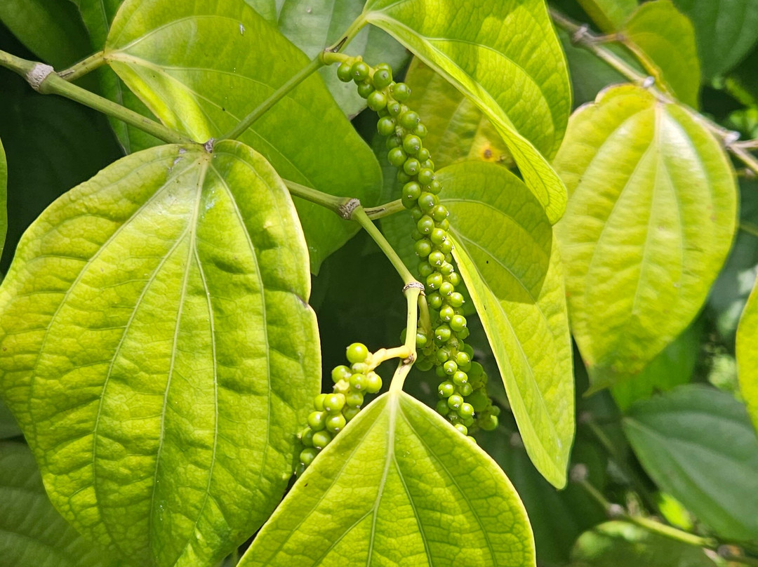 National Spice Garden of Sri Lanka-Matale必去景点