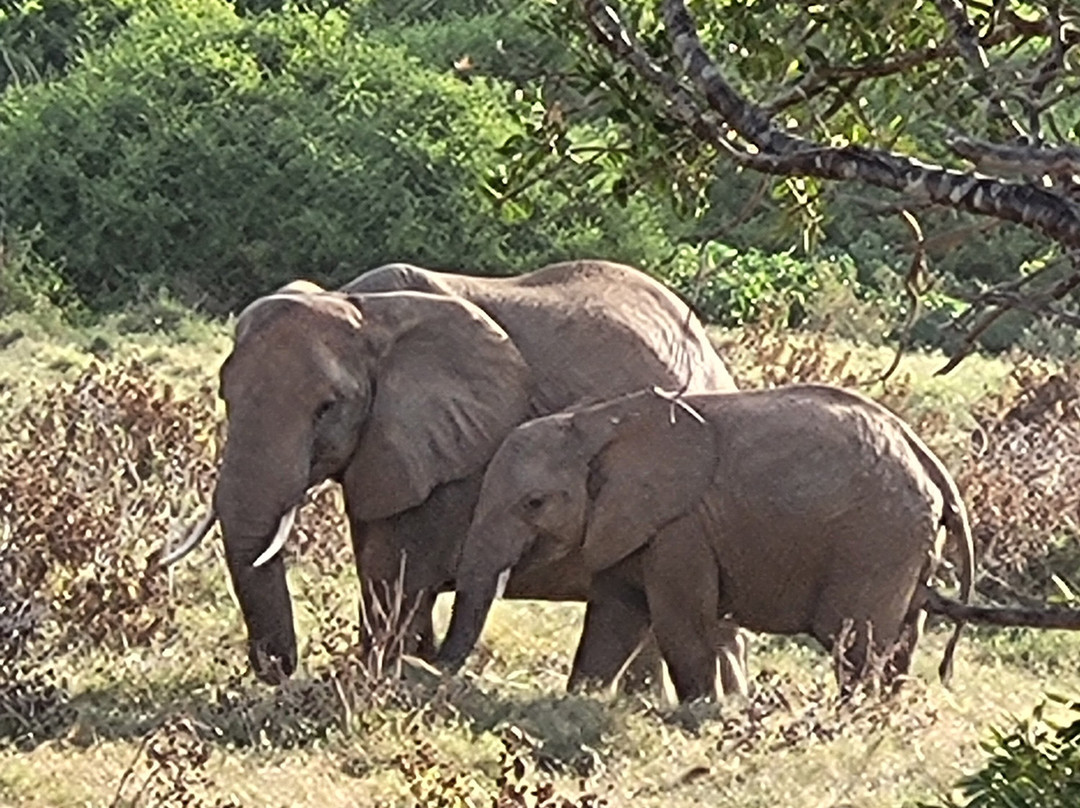 Scopri il Kenya con Nicholas-瓦塔木必去景点