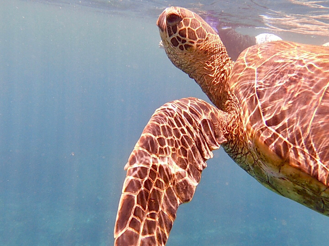The Magic Merman Snorkel Charters景点图片