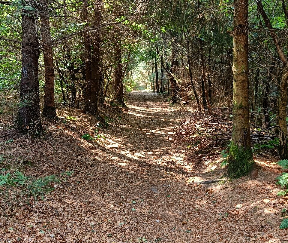 Dalby Forest景点图片
