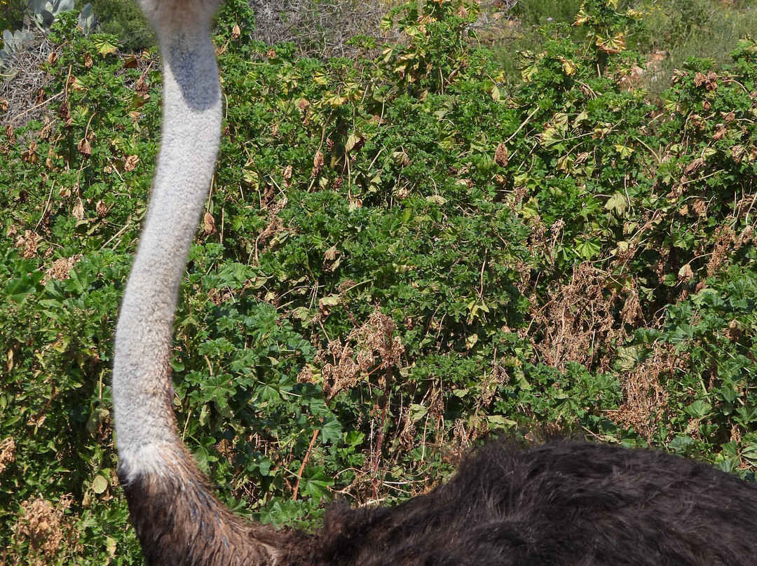Highgate Ostrich Show Farm-奥兹洪必去景点