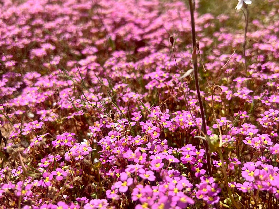 Inspirations Mullewa主图