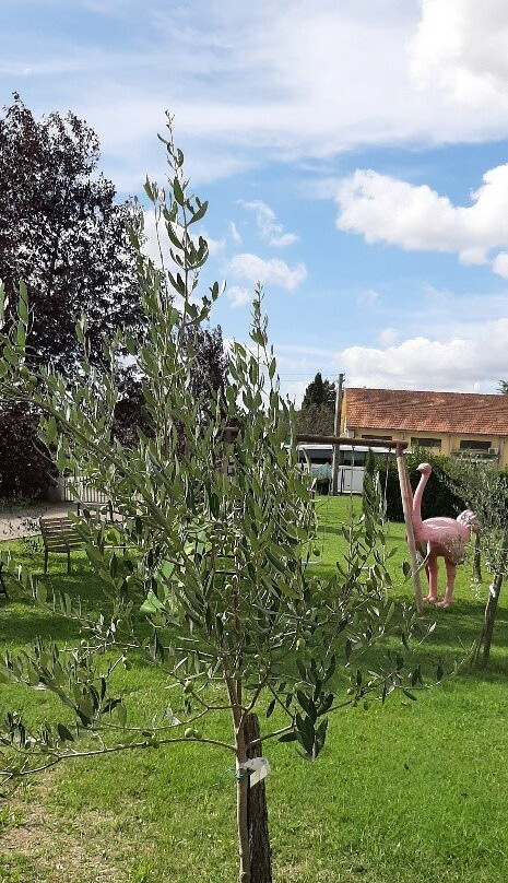 Frantoio dei Colli Toscani景点图片