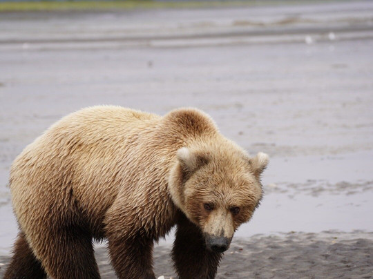 Scenic Bear Viewing-荷马必去景点