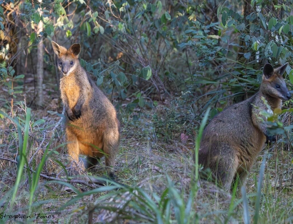 Crystalbrook Byron主图