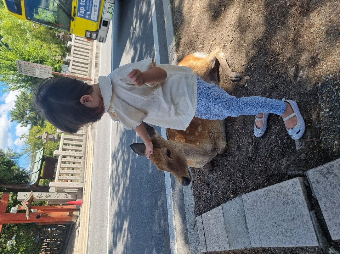 奈良猿泽游客观光中心-奈良市必去景点