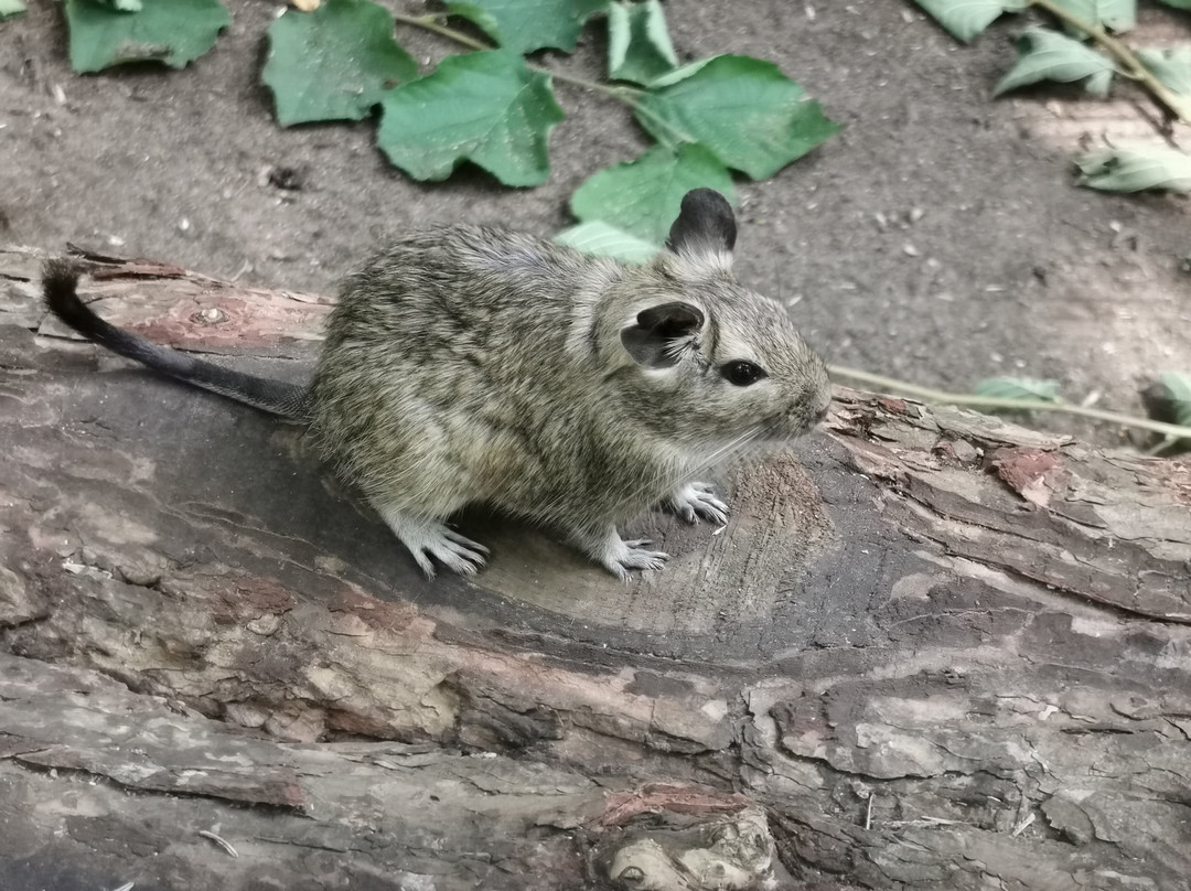 Tierpark Neumünster景点图片