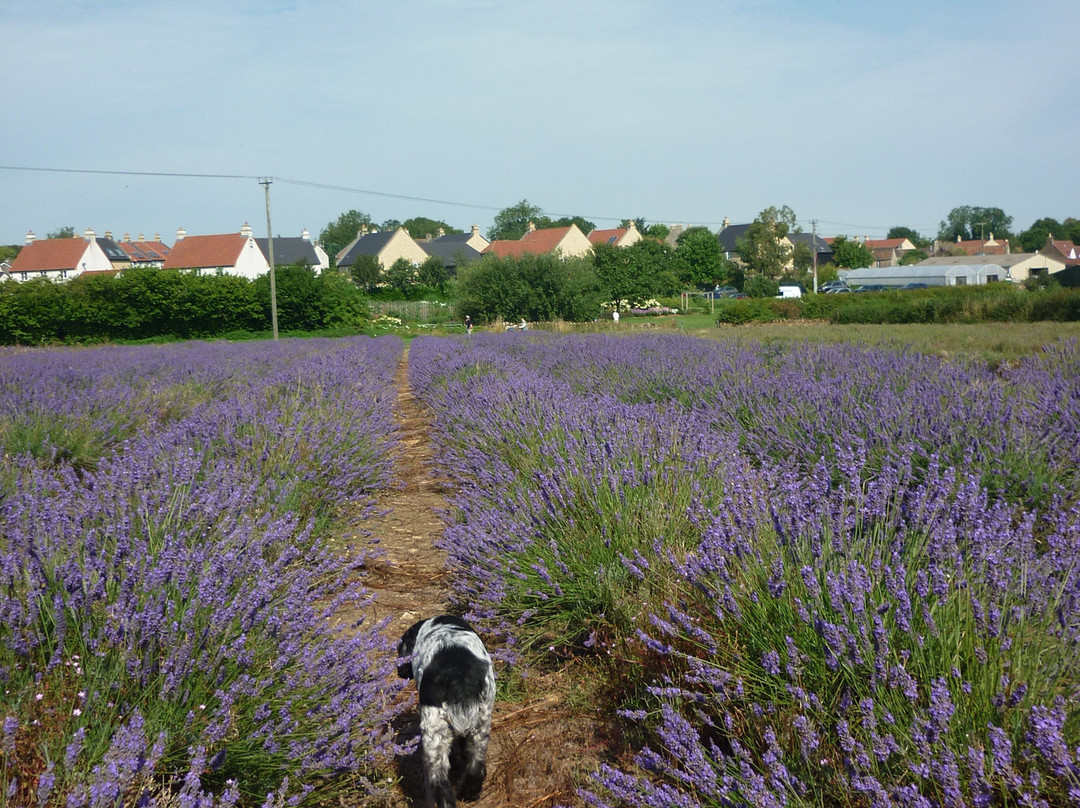 Somerset Lavender景点图片