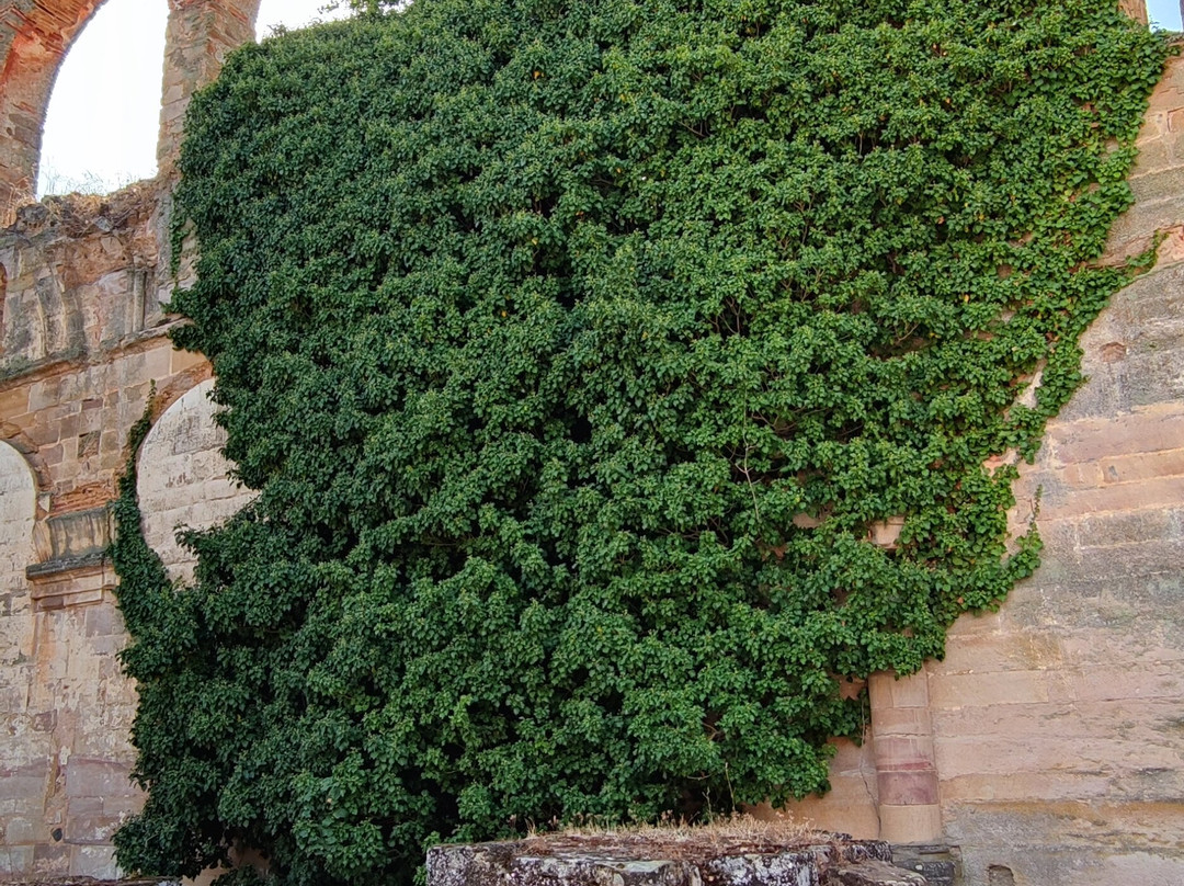 Monasterio de Santa Maria de Moreruela景点图片