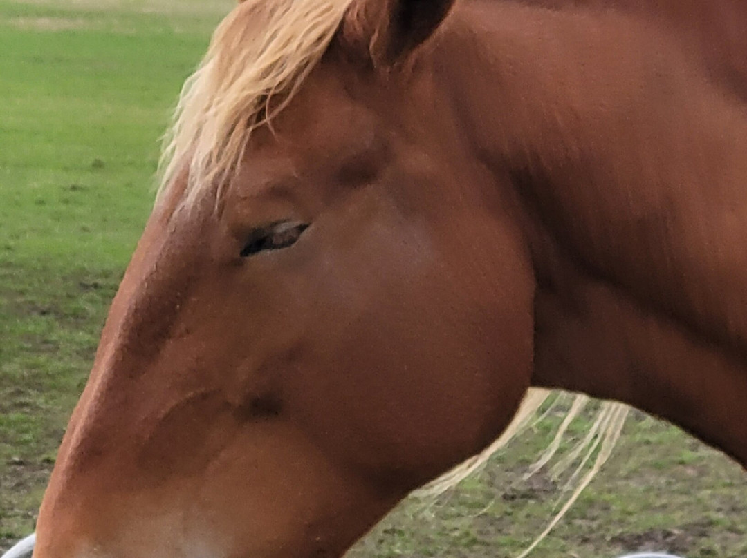 Suffolk Punch Trust-Hollesley必去景点