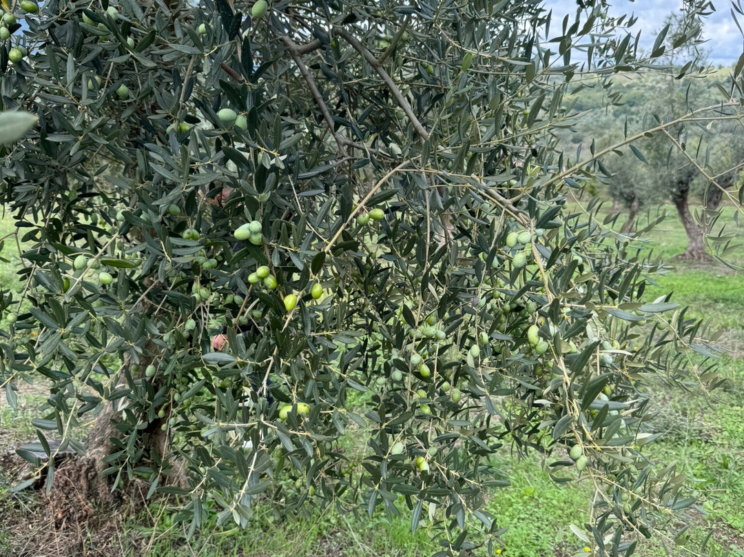 B&B Al Vicolo del Cilento主图
