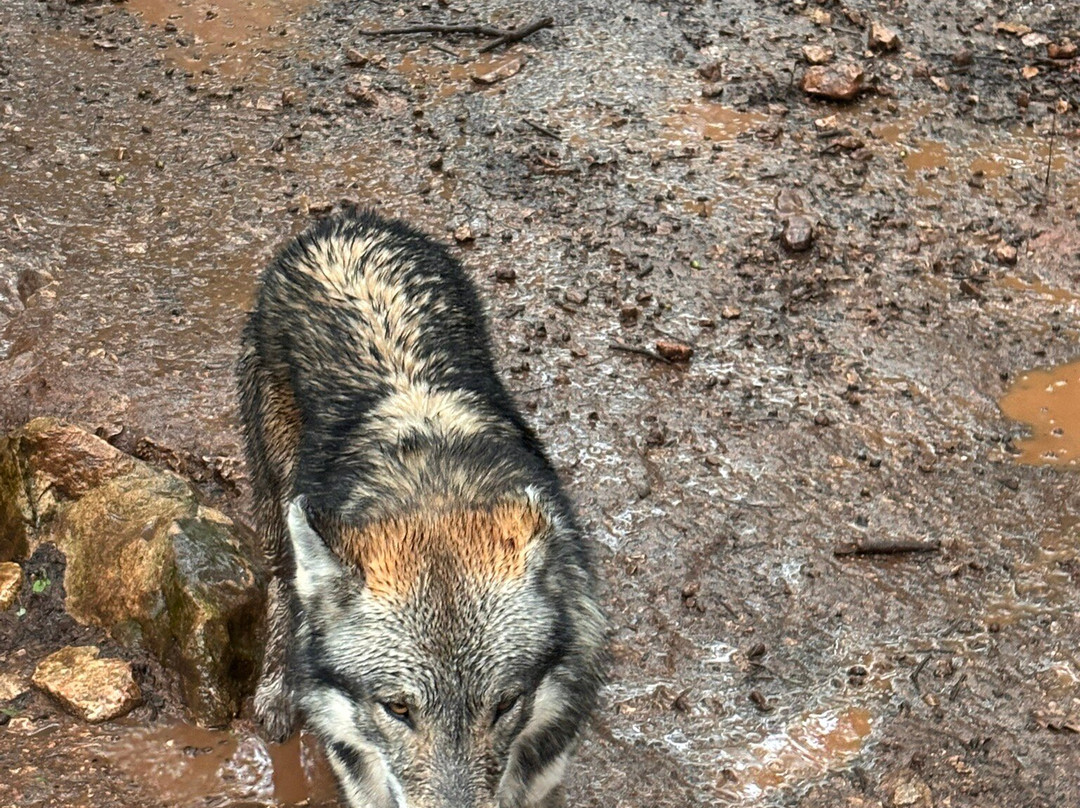 Parc Animalier Ginasservis景点图片
