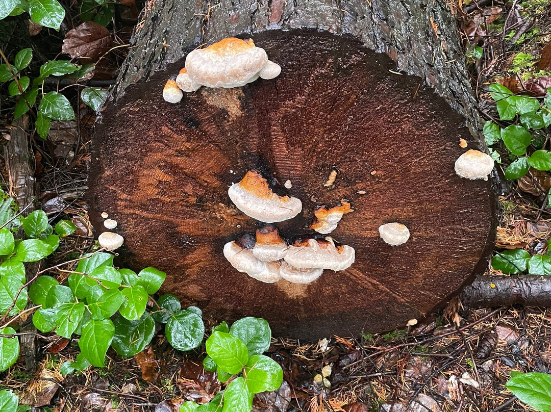 Bridle Trails State Park-柯克兰必去景点