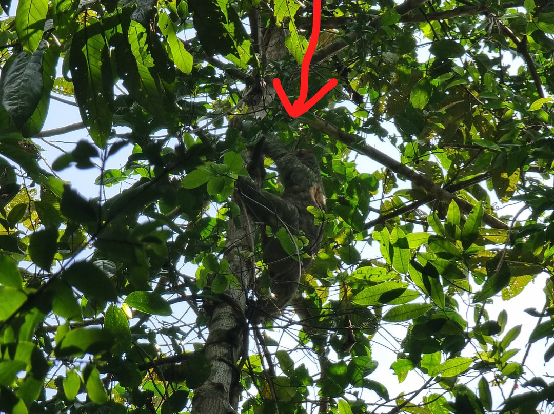 Pacific jungle adventures景点图片