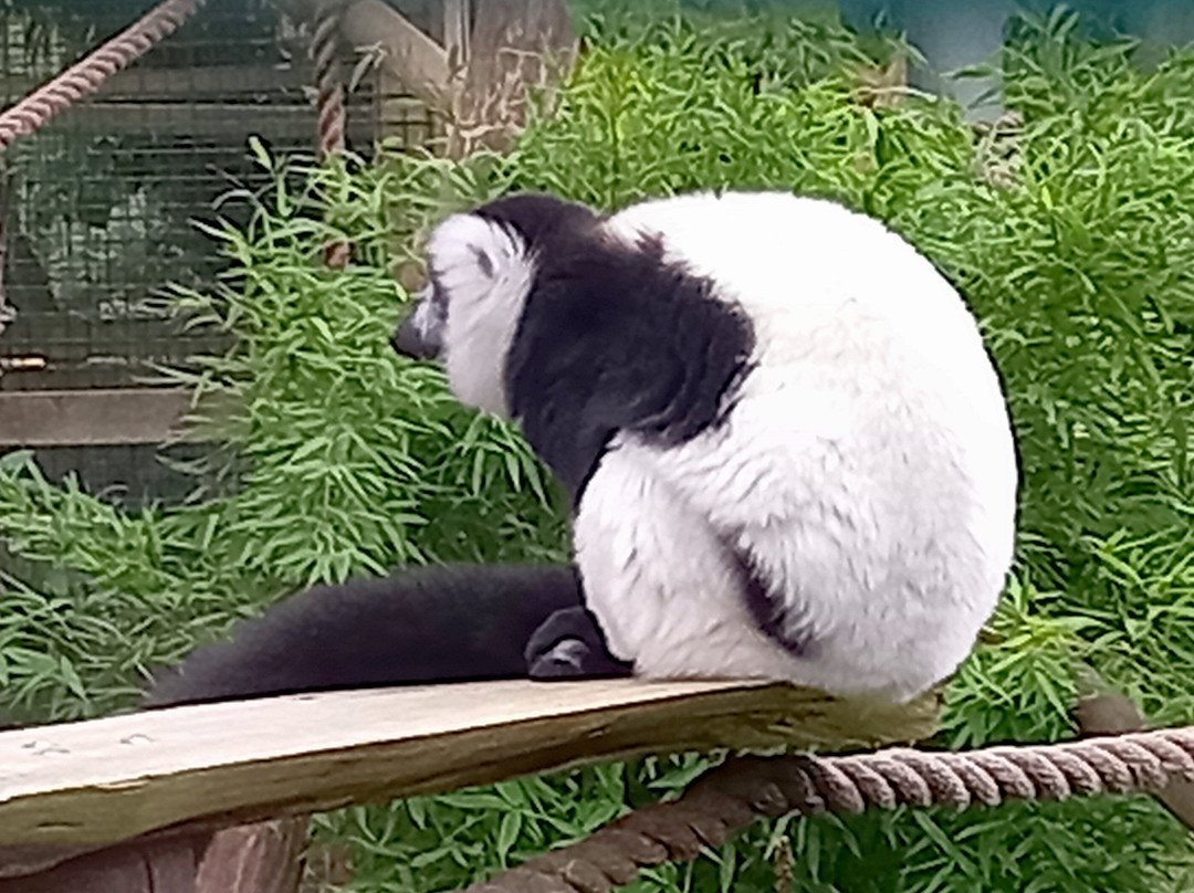 Hanwell Zoo景点图片