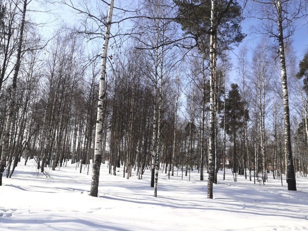 Gorodskoy Park景点图片