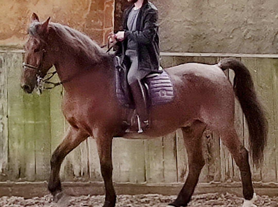 Felanitx酒店住宿-Son Menut Finca