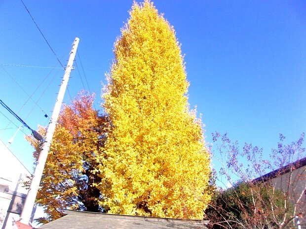 Shizukagozen Grave-久喜市必去景点