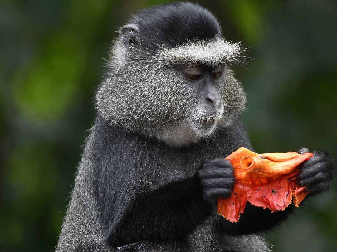Evergreen Escape Expeditions - Africa景点图片