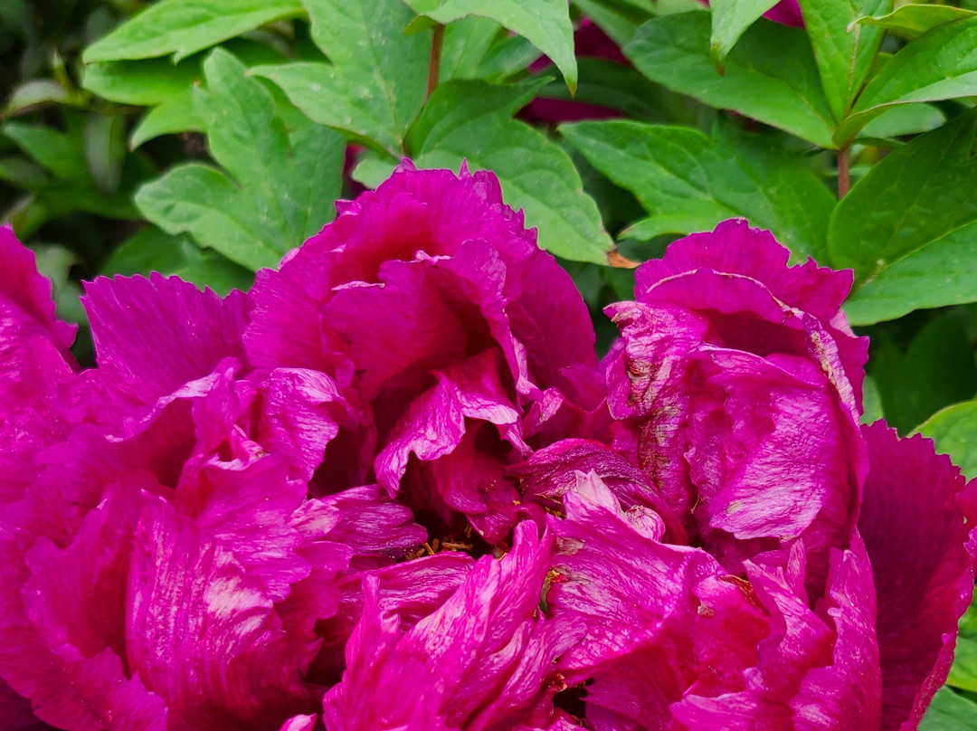 Birdsong Pleasure Garden-卢雷必去景点