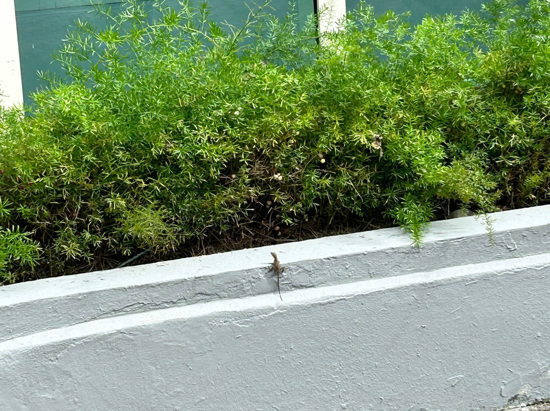 Four Points by Sheraton Caguas Real Hotel & Casino主图