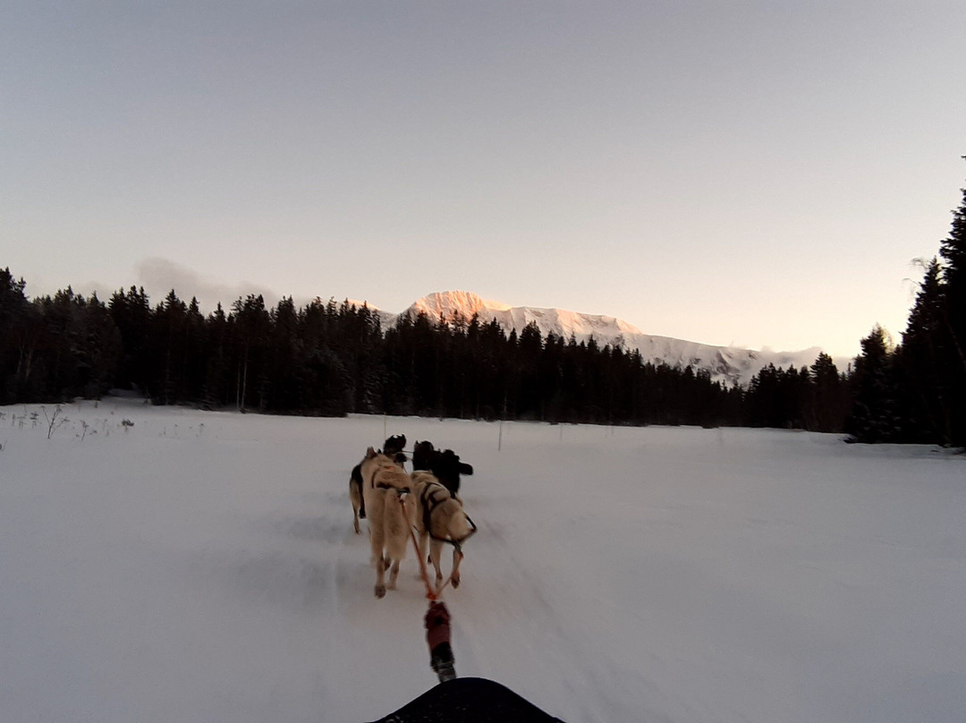 Chiens De Traîneaux Chamrousse-尚鲁斯必去景点