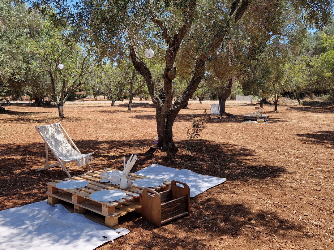 Olive Grove Experience景点图片