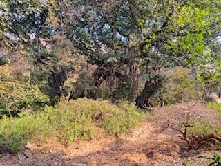 Ranthambore Jungle Safari景点图片