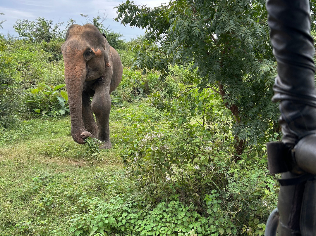 Milan M. Personal Driver Service Sri Lanka-锡吉里亚必去景点