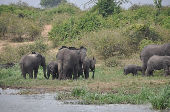 Bonobos African Safari Holidays-坎帕拉必去景点