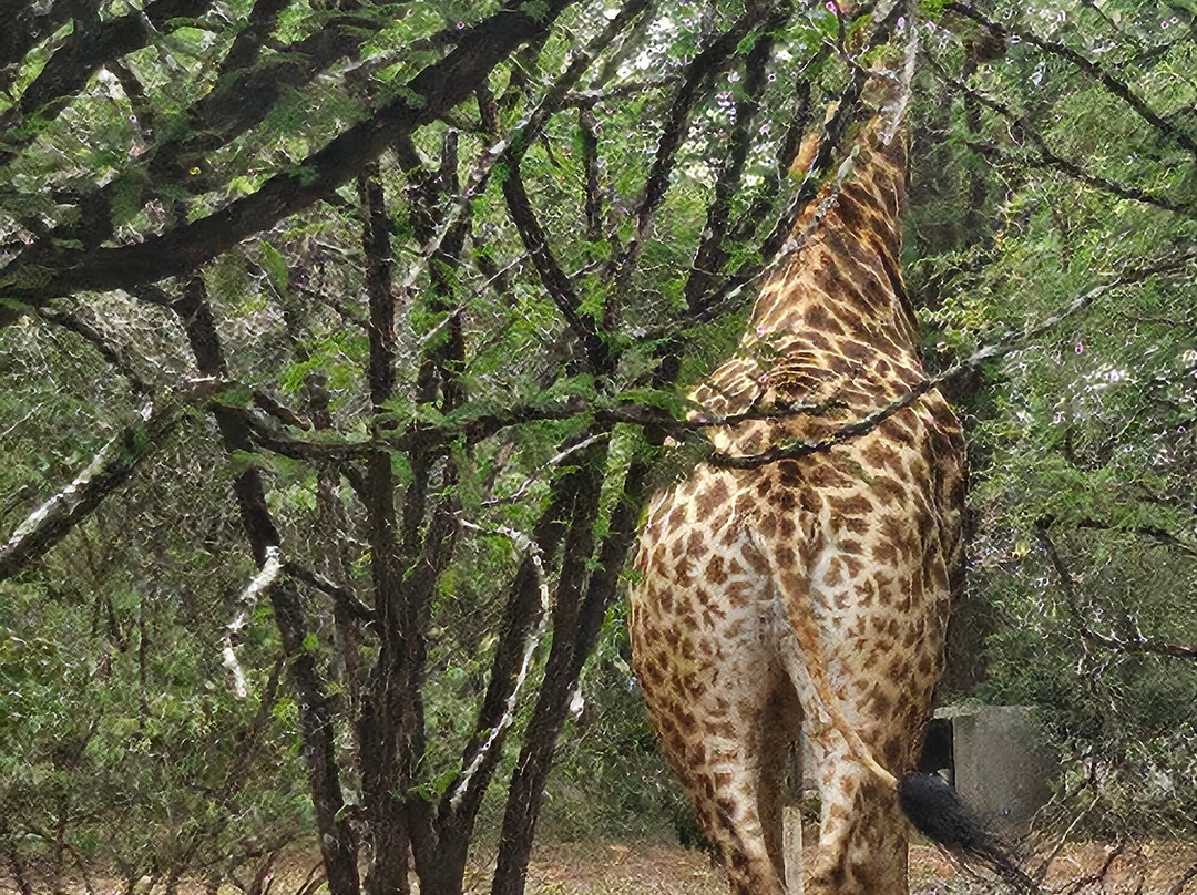 Marloth Park Adventures-玛洛斯帕克必去景点