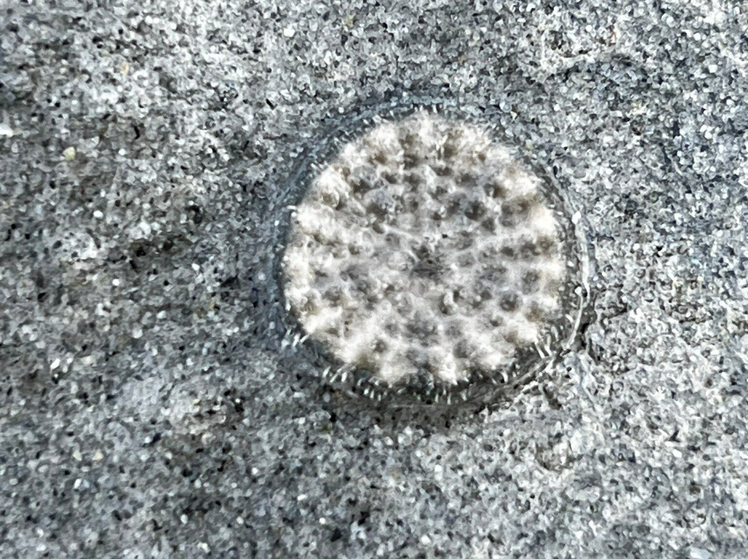 Miracle Beach Provincial Park景点图片