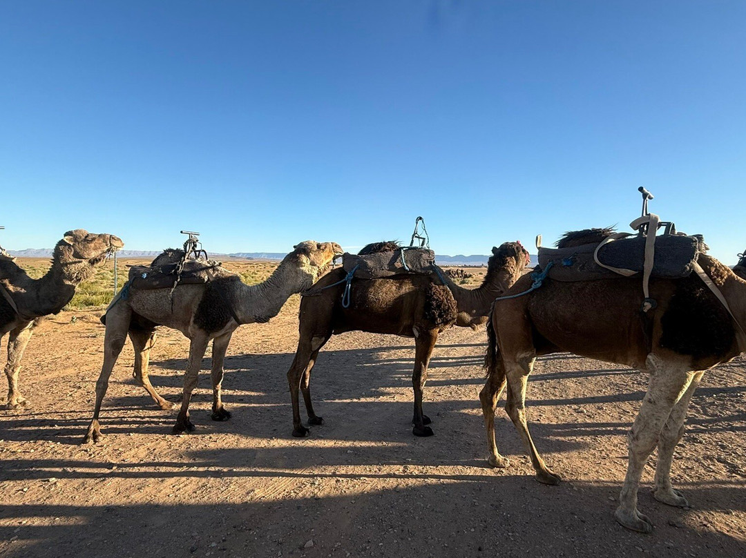 Great Travel Morocco-马拉喀什必去景点