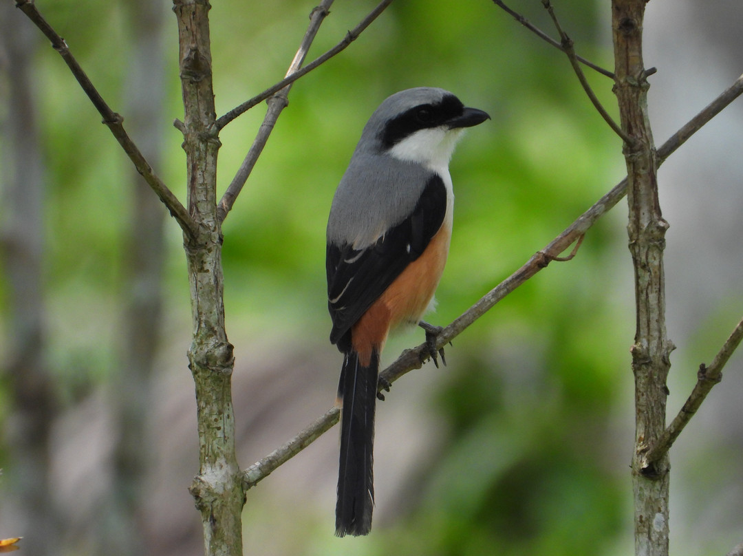 Birdwatching Cherambadi-Cherambadi必去景点