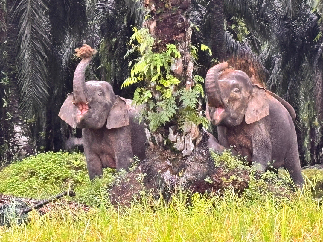 Kinabatangan Jungle Camp-苏高必去景点