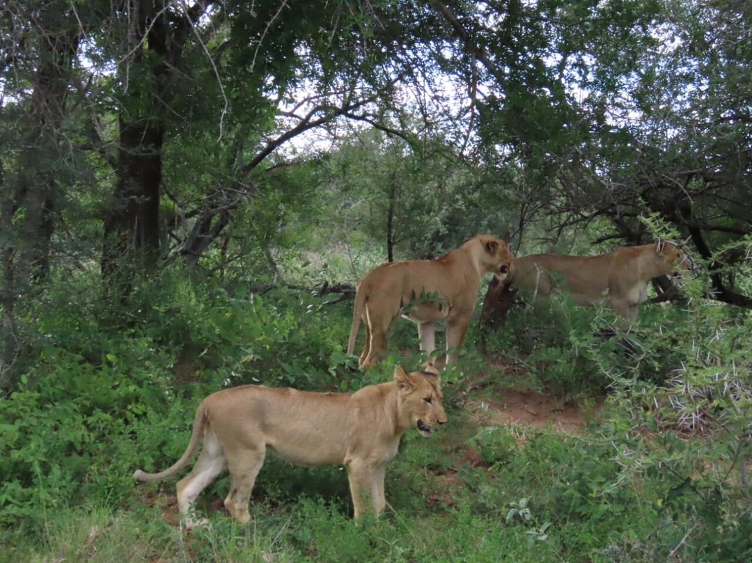 Kruger Gateway Safaris景点图片